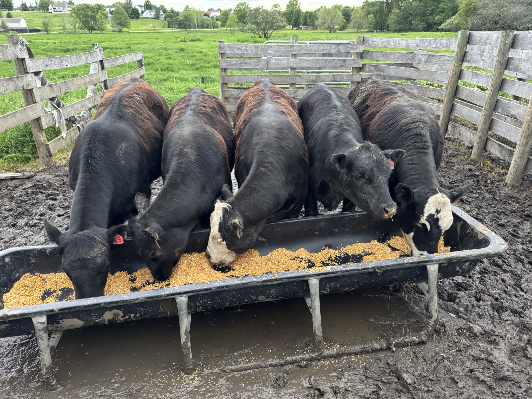 Schmader Farms cattle at the feeding area