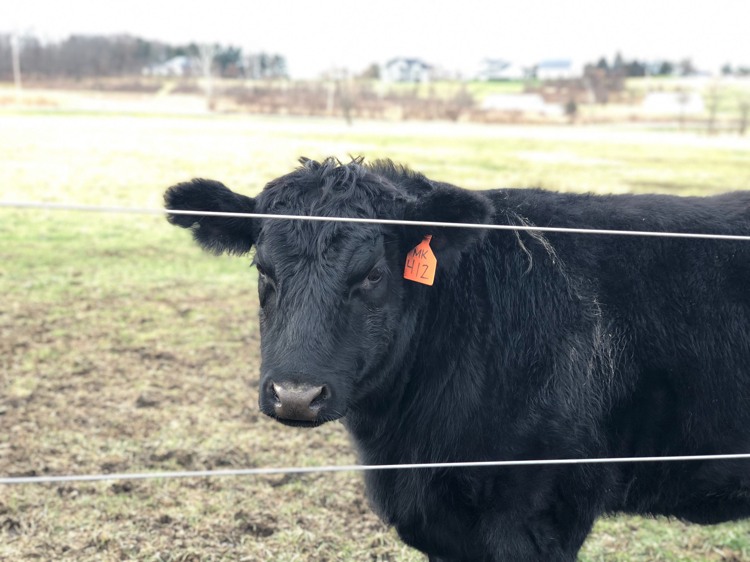 Schmader Farms Angus cattle closeup