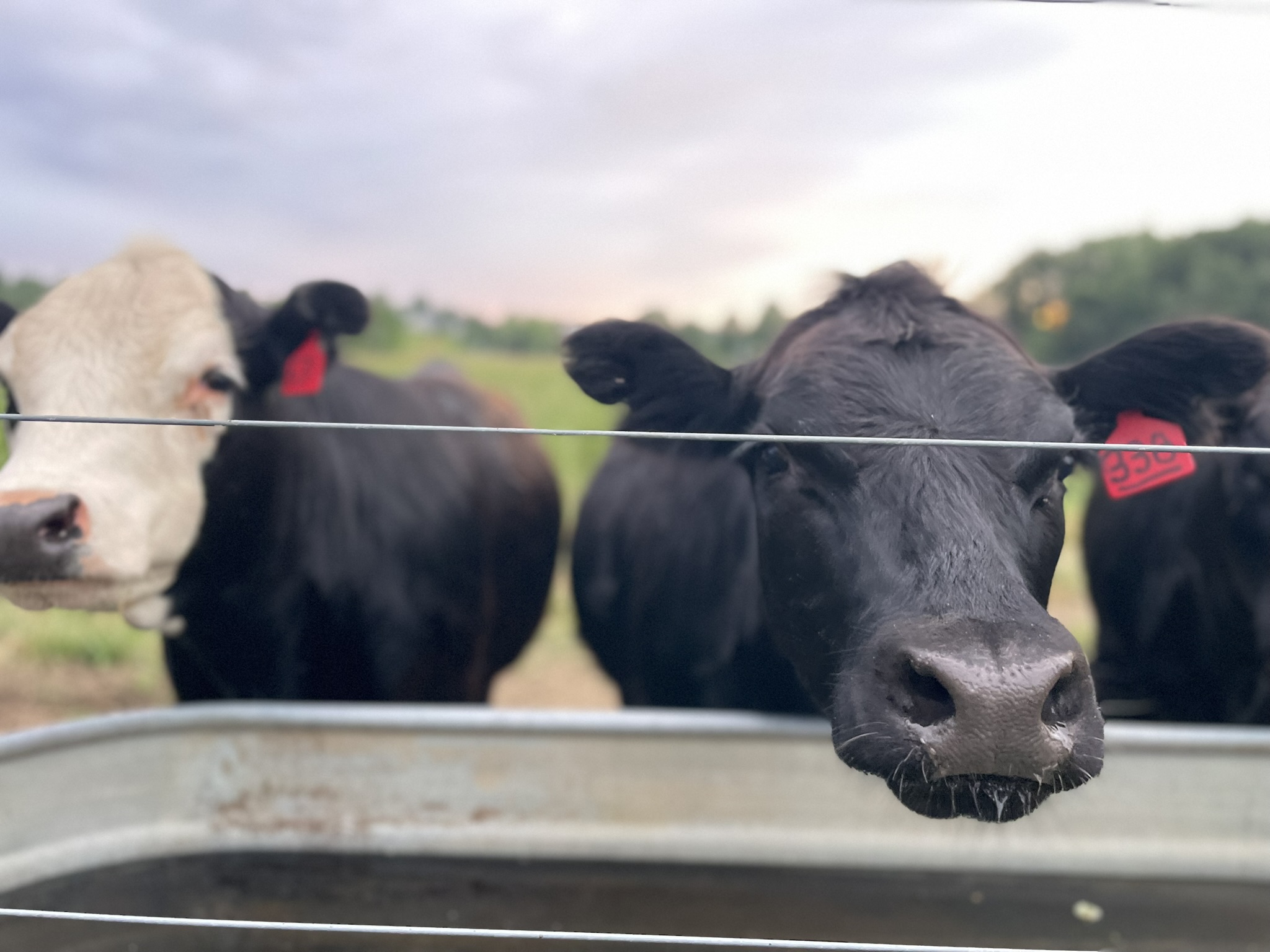 Black Angus steer peering over a galvanized water trough with a white-faced cow behind — Schmader Farms