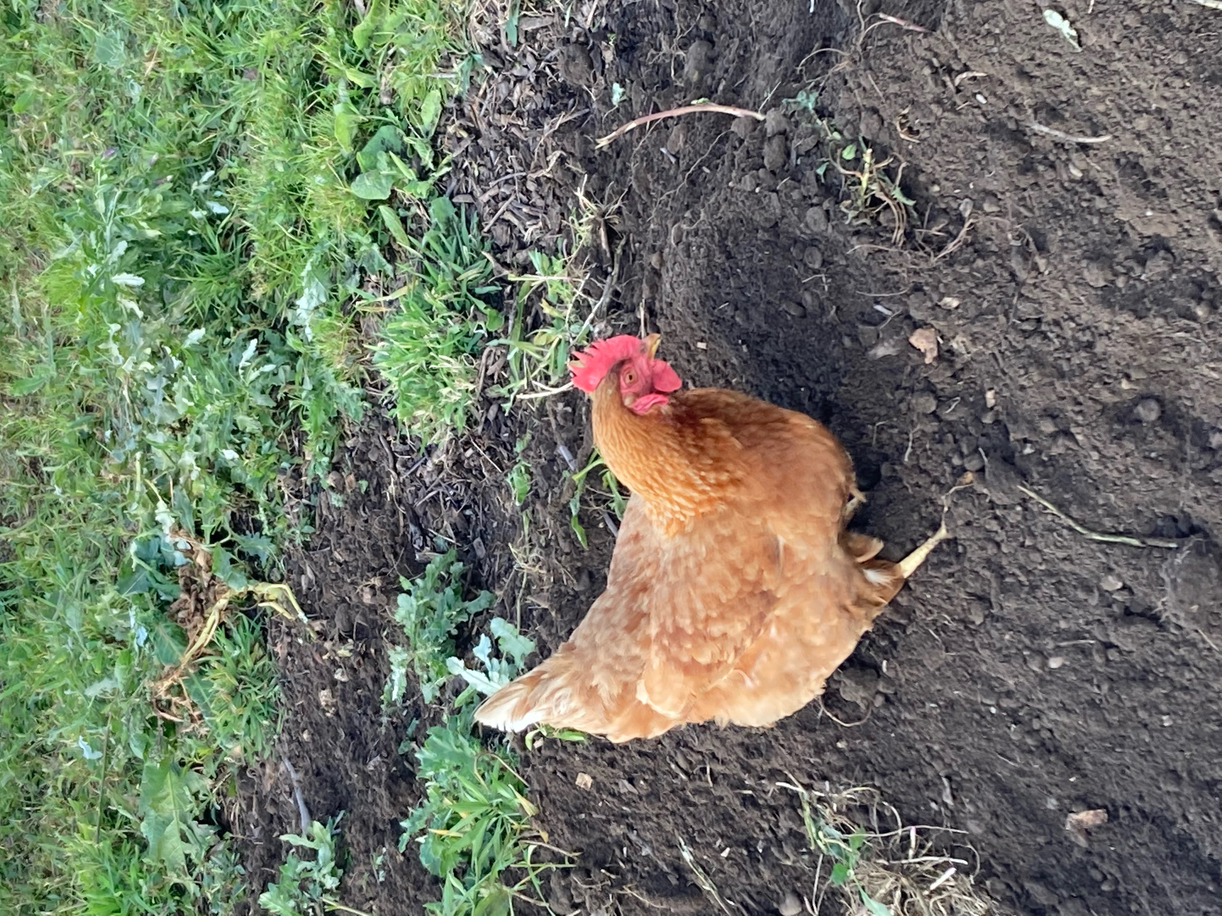 A golden Schmader Farms hen dust-bathing in a garden bed
