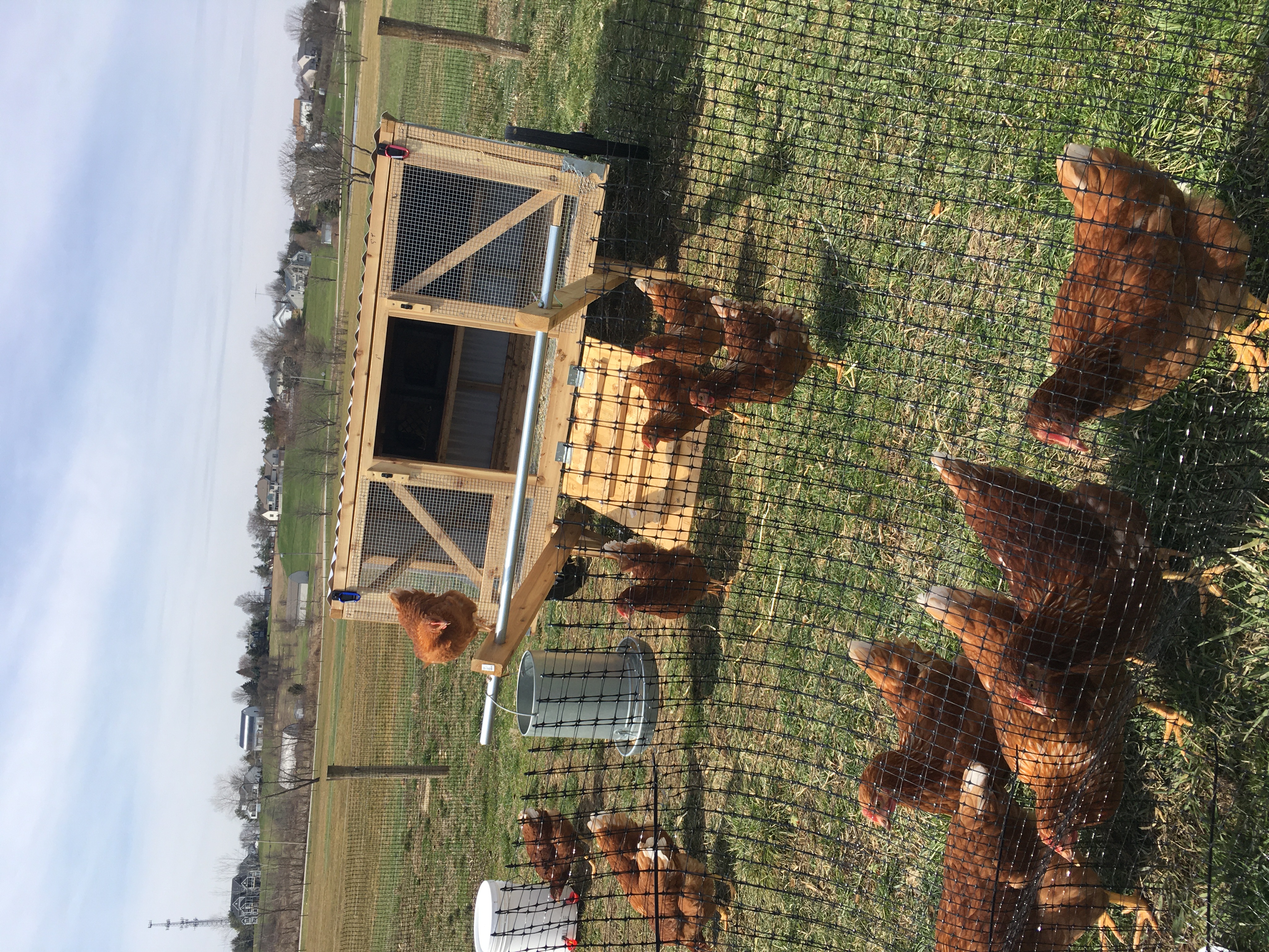 Schmader Farms chickens in the field around their chicken tractor