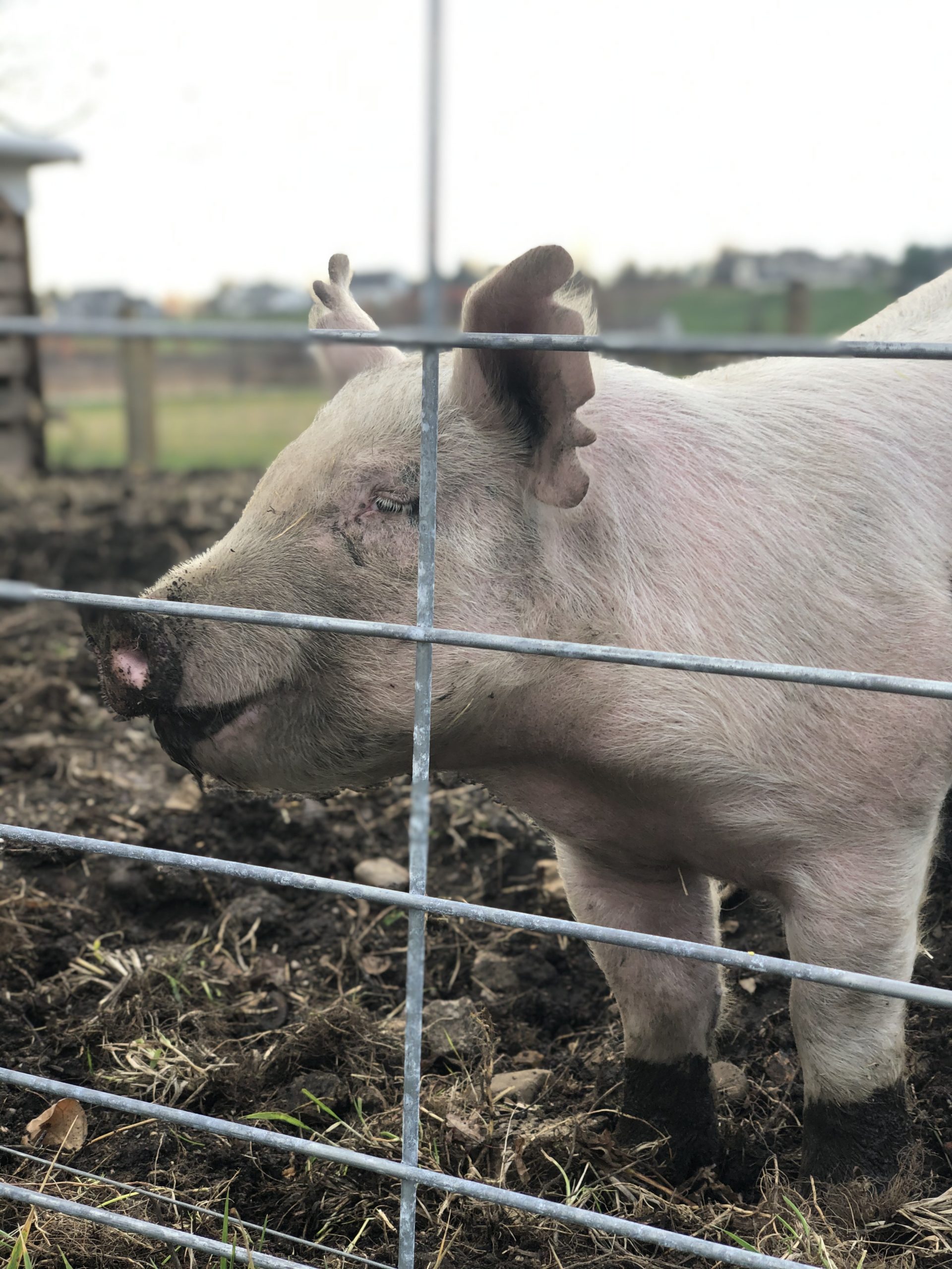 Schmader Farms pig at the fence in green summer pasture