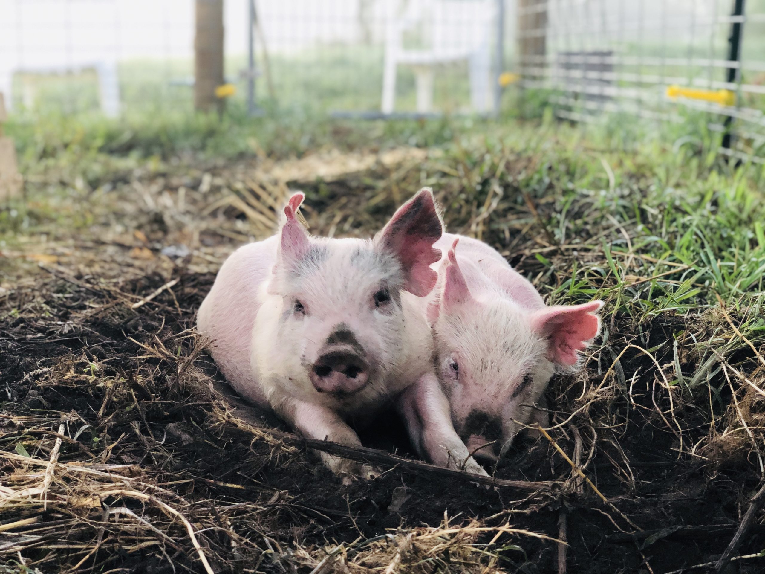 Schmader Farms pig looking through fence wire