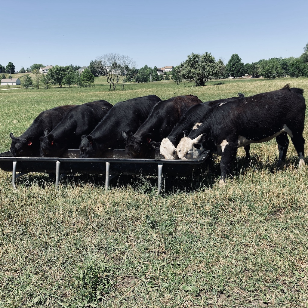 Schmader Farms cattle herd on summer pasture