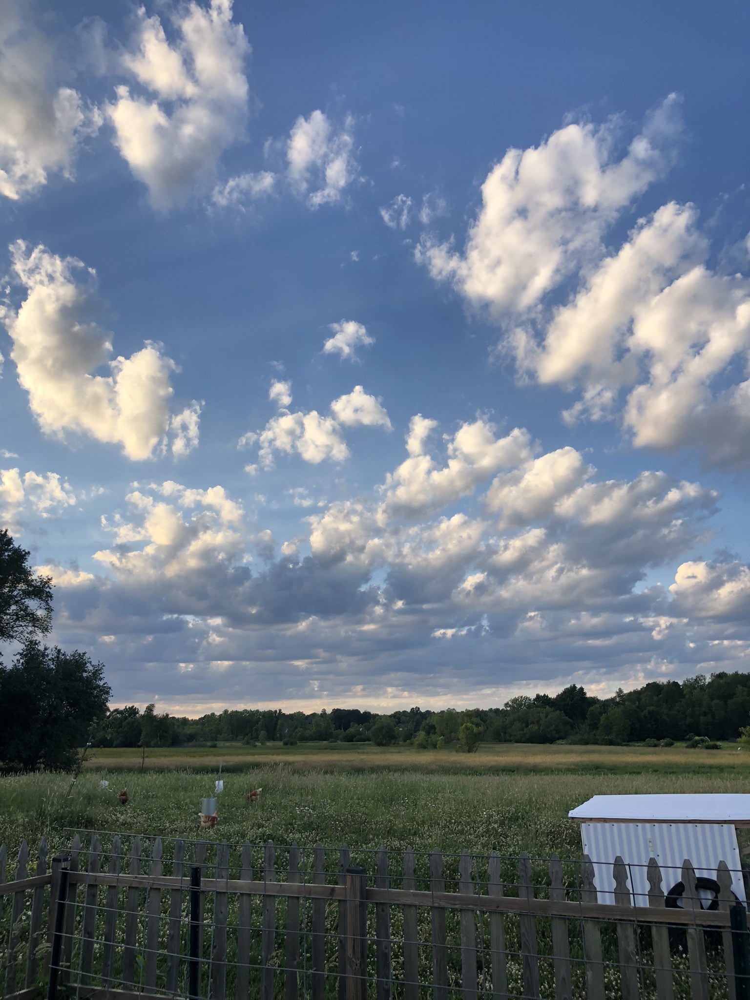 Big summer sky over Schmader Farms — white clover meadow behind a weathered fence