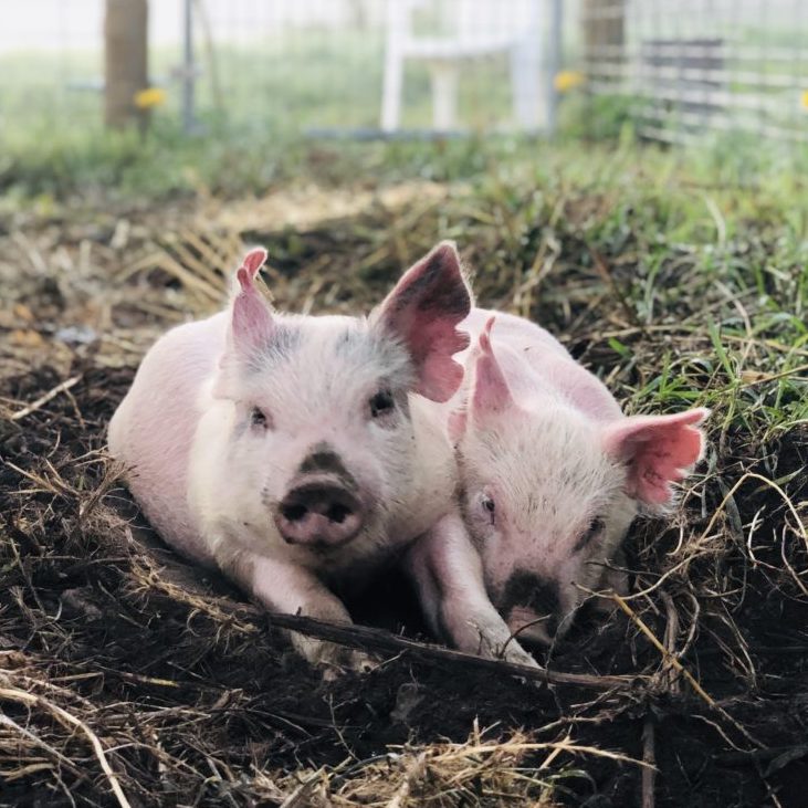 Two Schmader Farms piglets resting together