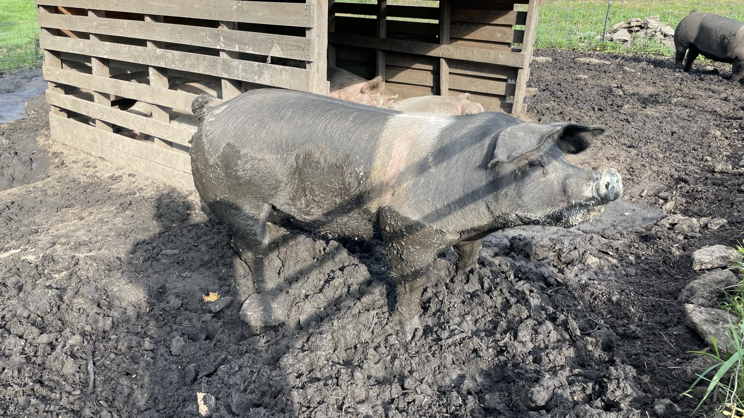 Schmader Farms pork on the farm
